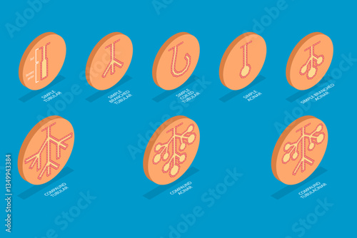 3D Isometric Flat Vector Illustration of Exocrine glands structure, Educational Diagram