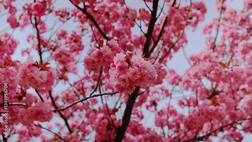 A close up of a pink sakura flower with a pink background. The flower is the main focus of the image, and the pink background adds a sense of warmth and beauty to the scene