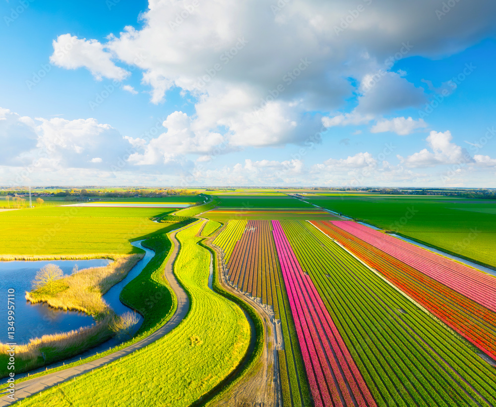 Tulips and sky with clouds as a background. Field with rows. Aerial view. Nature. Field with tulips from the drone. Photo for background, wallpaper, postcards.