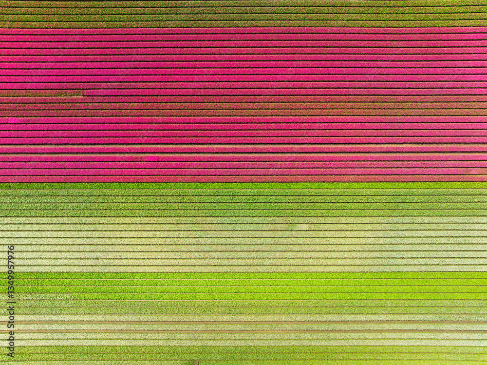 Tulips as a background. Field with rows. Aerial view from the drone. Agriculture and industrial plant cultivation. Nature. Field with tulips from the air. Photo for background, wallpaper, postcards.