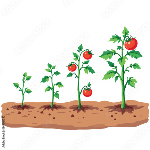 Tomato plant growing stages from seed to mature plant
