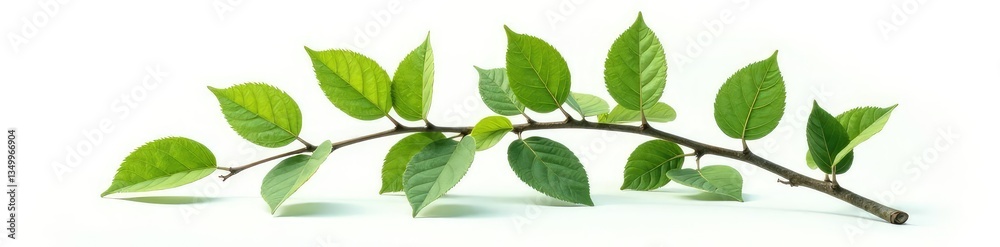 Obraz premium A large isolated branch with leaves on a white background, nature, texture