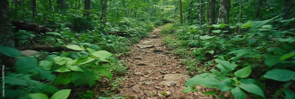 Fototapeta premium Lush Forest Trail