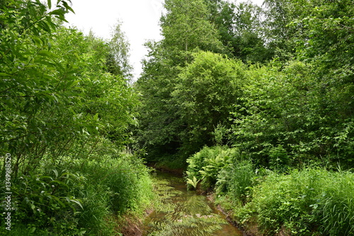 Obraz na płótnie forest river among trees 