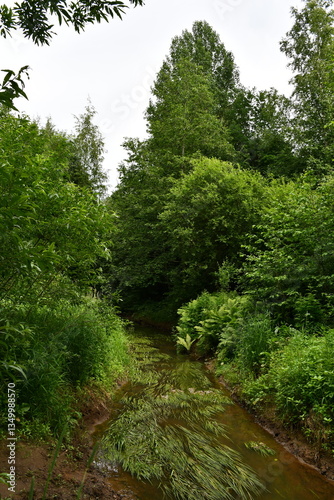 Plakat river in the forest