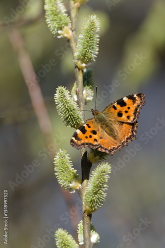 Nymphalis polychloros aka The large tortoiseshell or blackleg tortoiseshell perched on the tree. Orange butterfly from Czech republic.