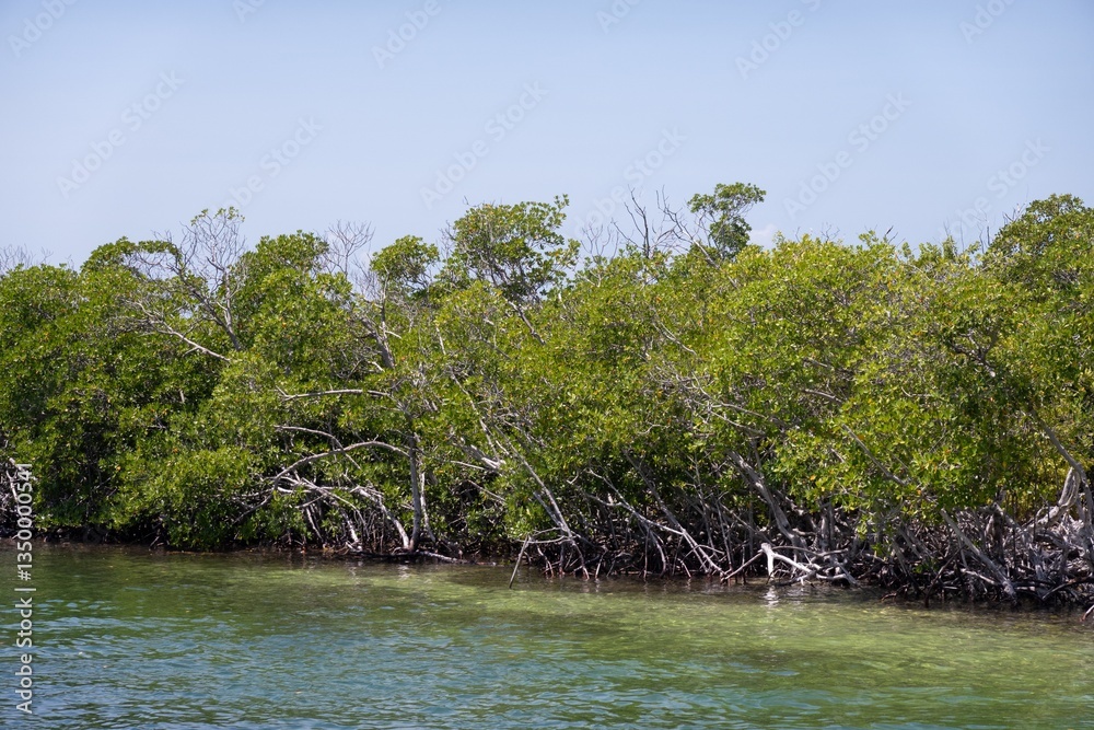 Red mangrove trees (Rhizophora mangle) in water, Cuba, Caribbean