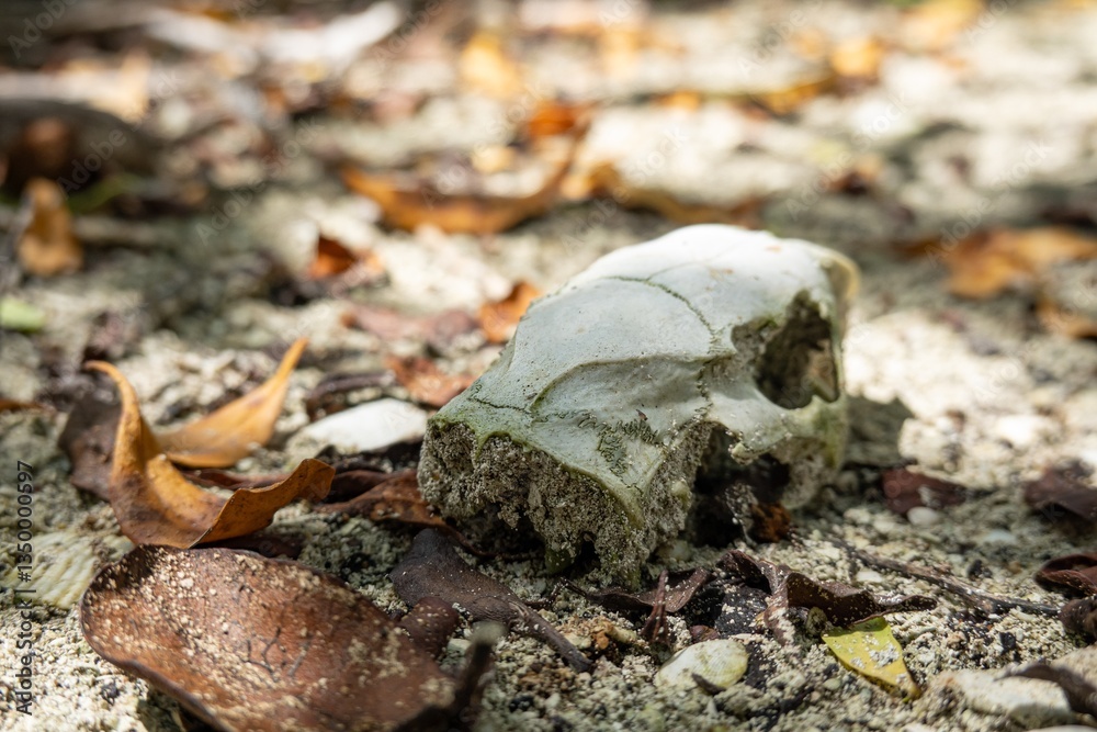 Skull of dead cuban hutia (capromys pilorides) rodent animal in Cuba