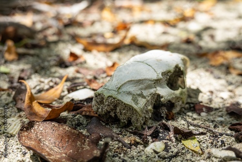 Obraz na płótnie Skull of dead cuban hutia (capromys pilorides) rodent animal in Cuba w salonie