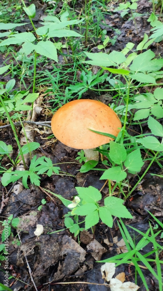 Edible mushroom with a red cap, harvesting Edible mushroom with a red cap, harvesting