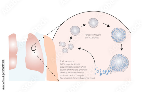 Parasitic life cycle of Coccidioides