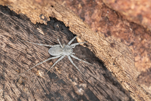 alpine wolf spider (pardosa saturatior) on deadwood
