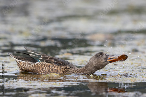 Swimming adult female northern shoveler (spatula clypeata)