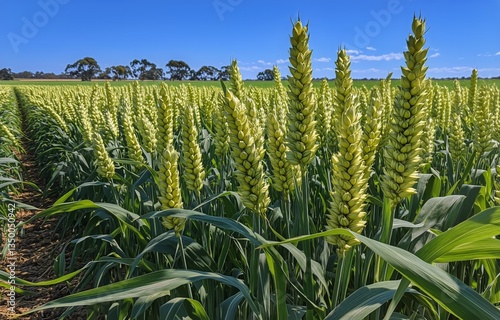 Lush Green Wheat Field Under Clear Blue Sky in Rural Landscape During Daytime