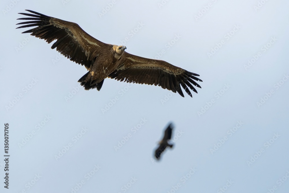Griffon vulture (Gyps fulvus) soaring with another vulture blurred in the background. Monfragüe, Extremadura, Spain. A majestic wildlife scene in flight