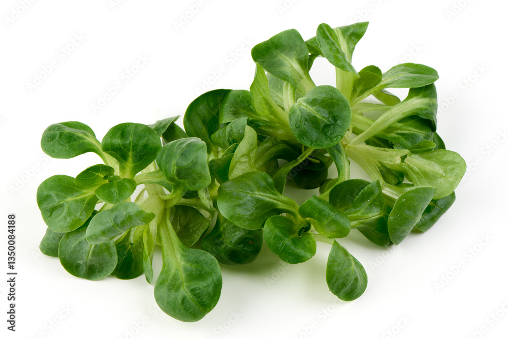 Fresh Corn Salad (Lamb's Lettuce), Isolated on White Background. Fresh Corn Salad (Lamb's Lettuce), Isolated on White Background.