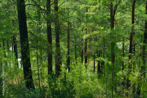 Forest greenwood in summertime on day light. Nature landscape with wood background