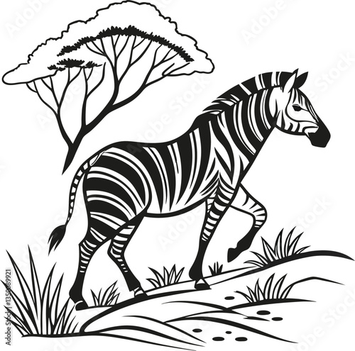 zebra on a white background