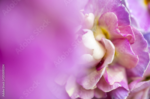 Close up of Pink Primula Flowers with Large Solid Pink Area for Text Overlay