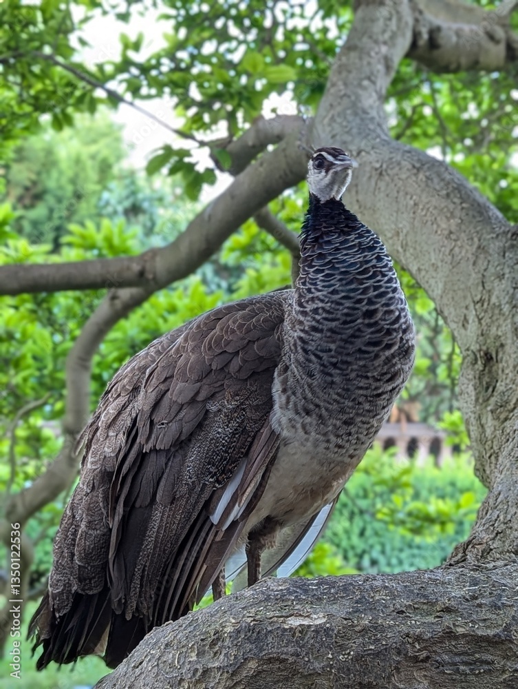 Fototapeta premium peacock on the tree