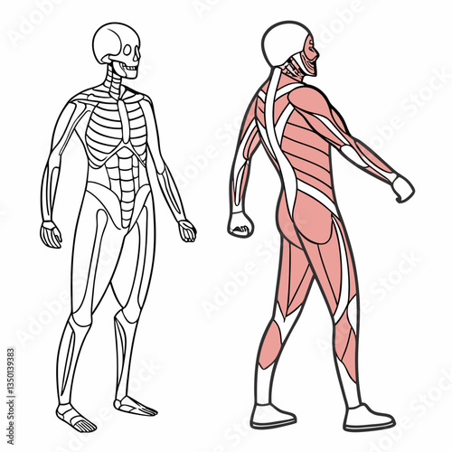 Human body anatomy illustration with minimal lines