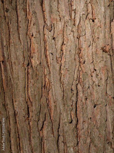 Close Up of Bald Cypress Tree Trunk Bark