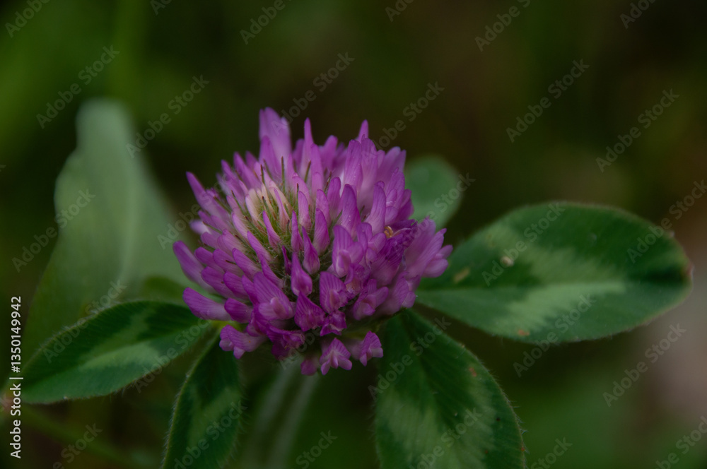 A detailed macro of a lush green Clover plant, highlighting its vibrant purple blooming flower. A detailed macro of a lush green Clover plant, highlighting its vibrant purple blooming flower.