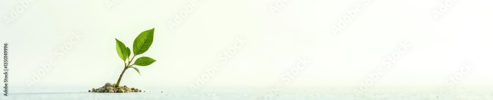 Single branch isolated in the foreground on white, greenery, tree