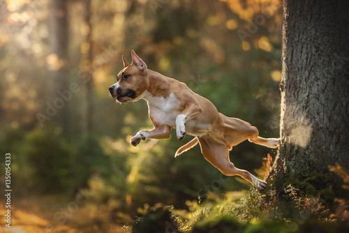 Obraz na płótnie A muscular American Staffordshire Terrier leaps gracefully through a sunlit fore
