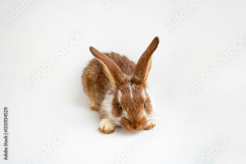 A cute fluffy Easter bunny on a white background embodies the concept of Easter