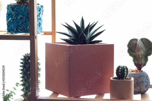 Houseplants. Succulent houseplant stands shelf or hanging flowerpots, planter house decorative flower, nature plant indoor green scandinavian office of succulent houseplant