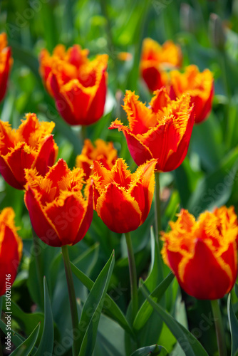 red and yellow tulips close up, vertical