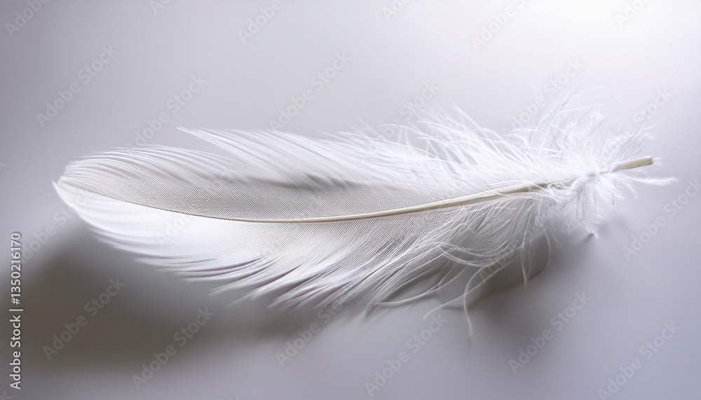 Obraz premium white feather on white background