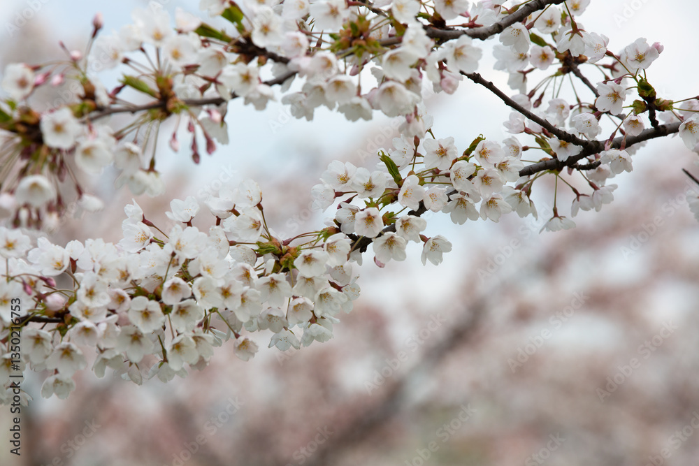 Cherry blossom close up. Nature floral background Cherry blossom close up. Nature floral background