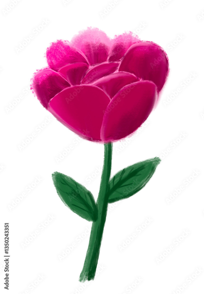 Obraz premium Beautifull pink rose transparant background