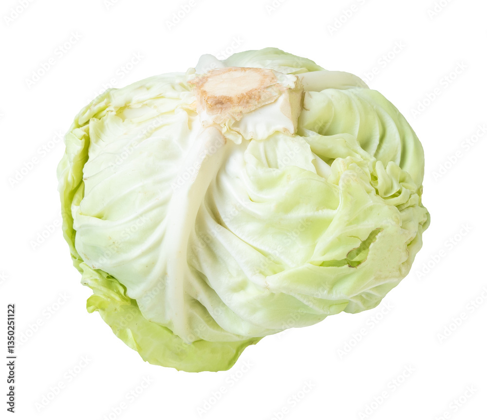 fresh cabbage isolated on white background fresh cabbage isolated on white background