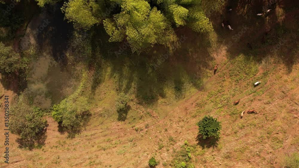sobrevuelo sobre los guaduales típicos de la región cafetera en colombia