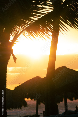 Palm tree in the sunrise