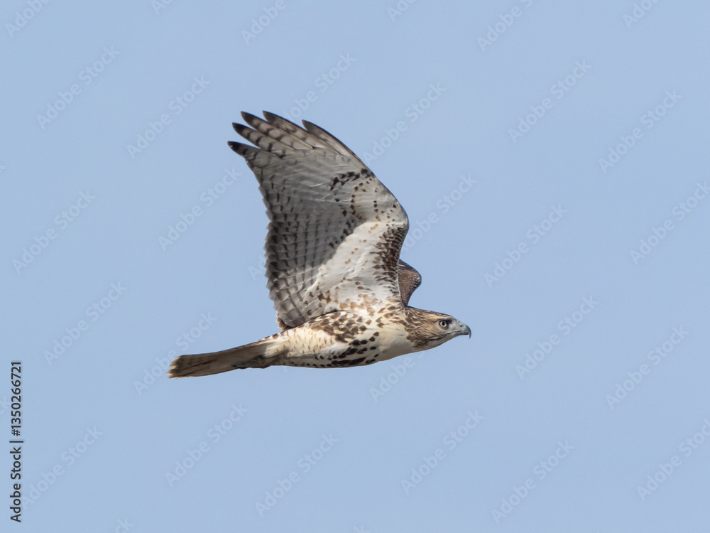 Fototapeta premium A close up of an immature Red-tailed Hawk in flight