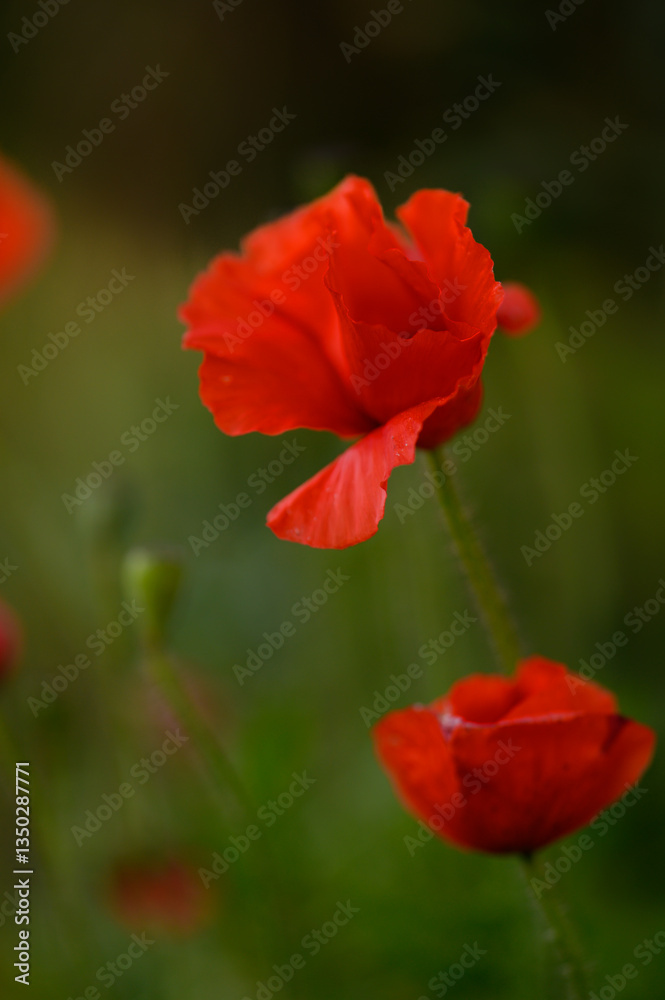 Vibrant red poppies bloom gracefully in a serene meadow during a sunny afternoon, enchanting every passerby with their beauty Vibrant red poppies bloom gracefully in a serene meadow during a sunny afternoon, enchanting every passerby with their beauty