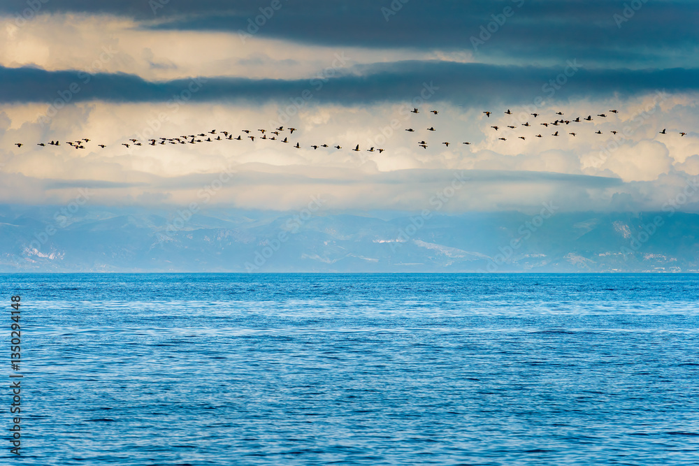 Large group of Pelicans flying in V shaped format over ocean