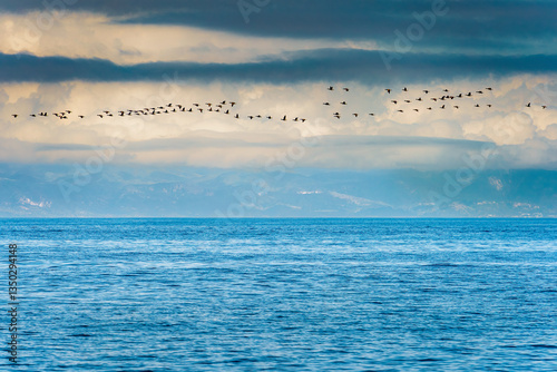 Obraz na płótnie Large group of Pelicans flying in V shaped format over ocean w salonie
