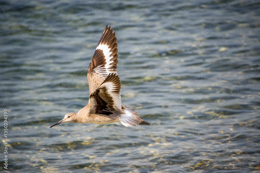 Sandpiper bird flies at low altitude over water