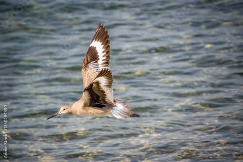 Obraz na płótnie Sandpiper bird flies at low altitude over water w salonie