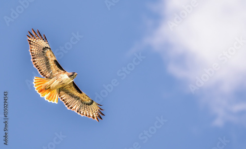 Red Tailed Hawk seen from directly below in search of prey