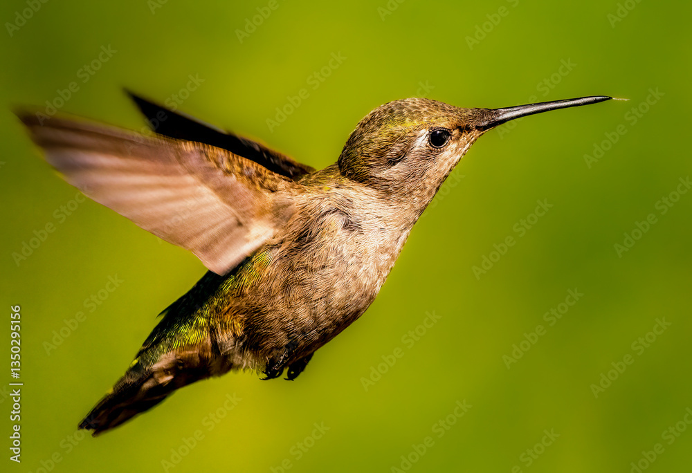 Close-up of hummingbird sticking its tongue out