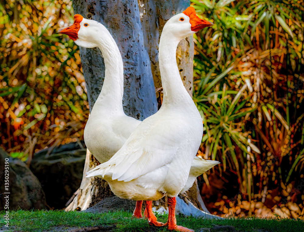 Two white geese crossing paths