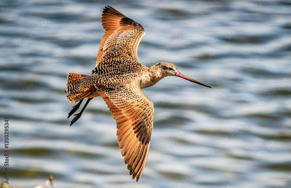 Curlew bird flies low over water