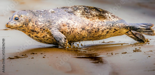Large cute seal waddling along the shore of the beach