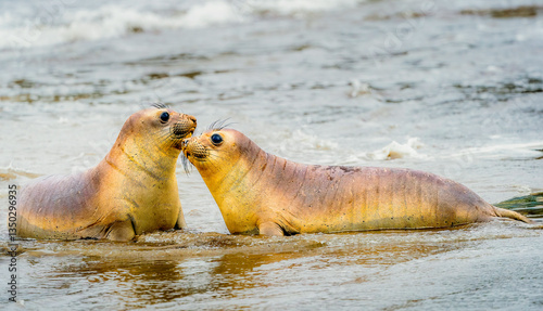 Obraz na płótnie Two large Elephant Seals show affection to one another while being playful on the beach w salonie